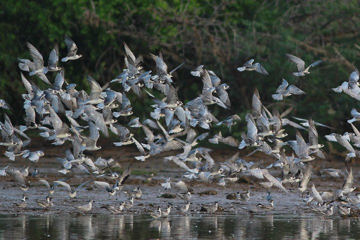 Terns